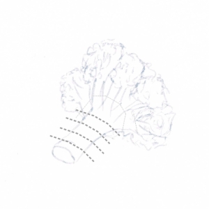 Hand drawing of a cauliflower floret with cutting guidelines (grey dotted lines)